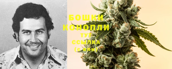 прущие грибы Верея